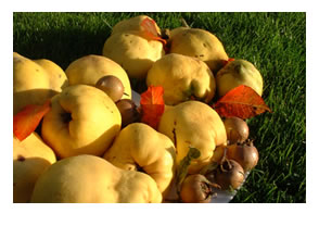 Quinces and Medlars