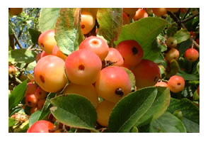 Crab apples