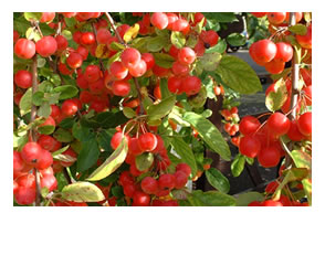 Crab apples