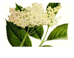 Suzie makes her own strawberry and elderflower cordial